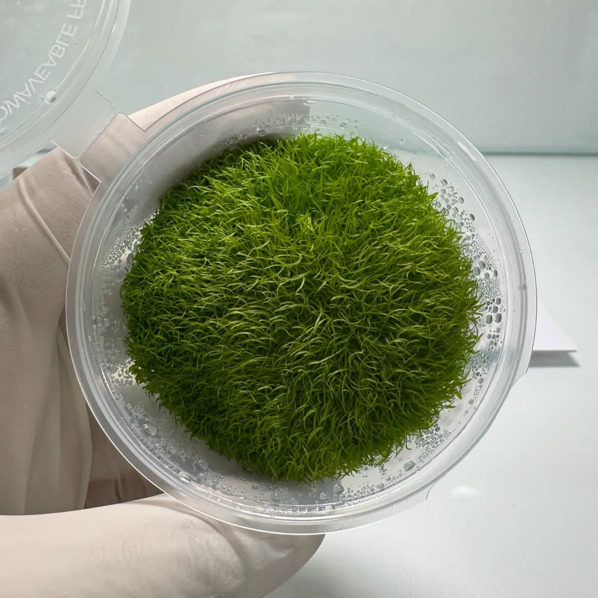 Utricularia graminifolia Tissue Culture