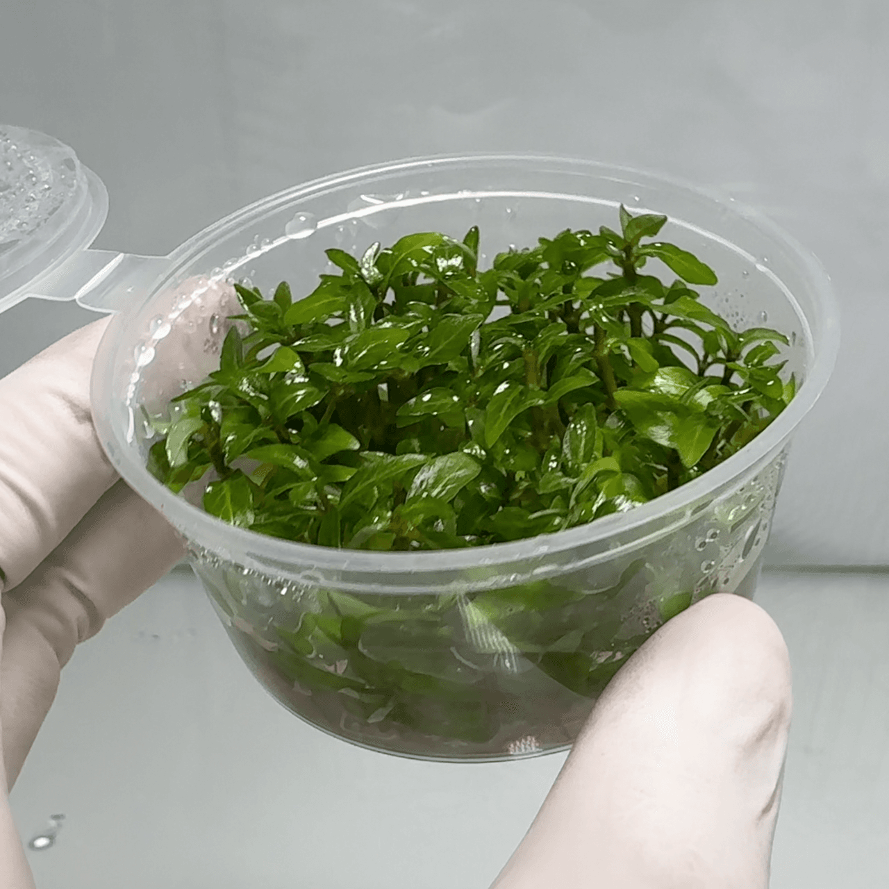 Staurogyne repens (Tissue Culture)