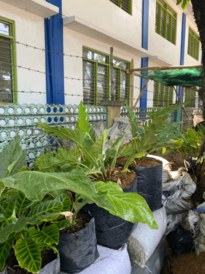 🌿 Anthurium Plowmanii / Hookeri for Sale 🌿 4