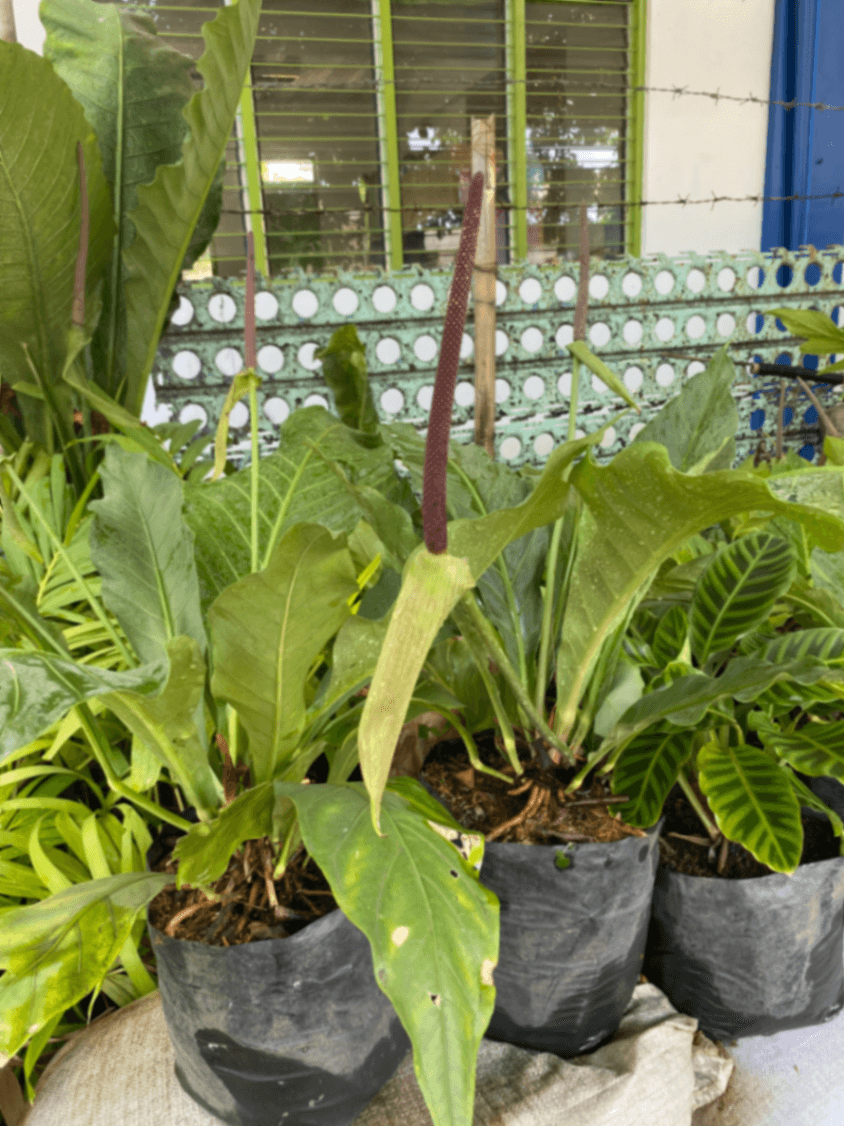 🌿 Anthurium Plowmanii / Hookeri for Sale 🌿 5