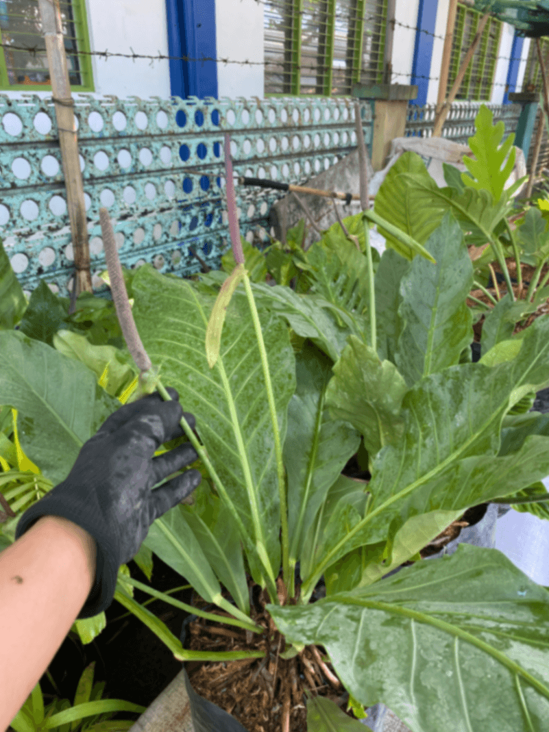 🌿 Anthurium Plowmanii / Hookeri for Sale 🌿 3