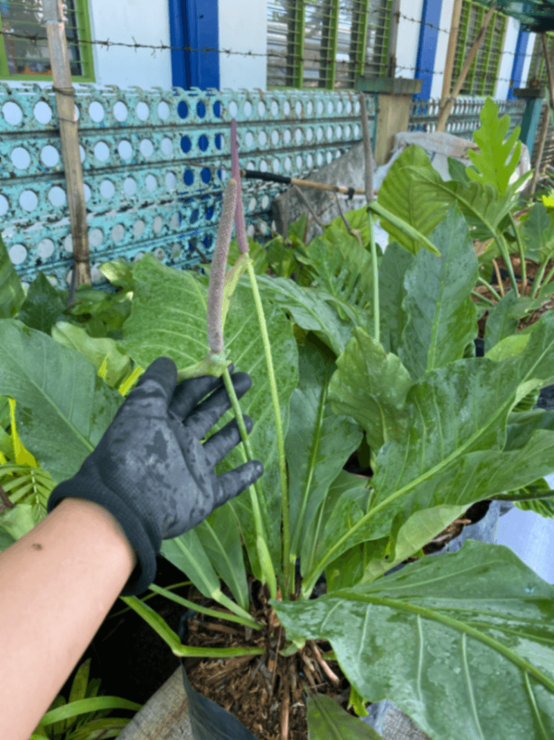 🌿 Anthurium Plowmanii / Hookeri for Sale 🌿 1