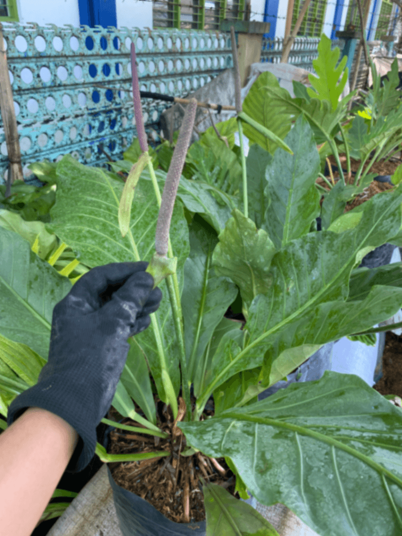 🌿 Anthurium Plowmanii / Hookeri for Sale 🌿 2