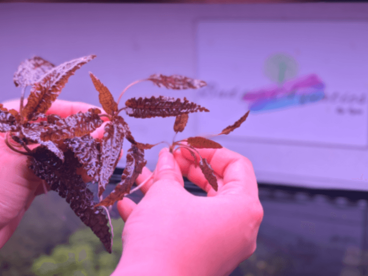 Budget Aquatic Plants Submerged 4