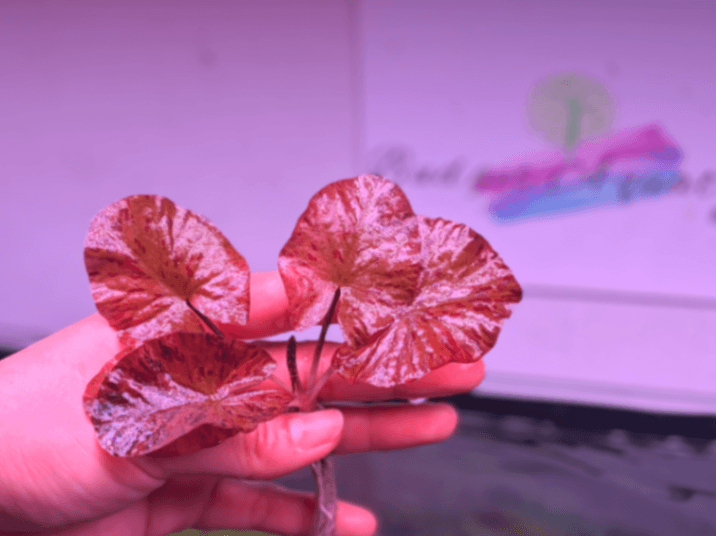 Budget Aquatic Plants Submerged 3