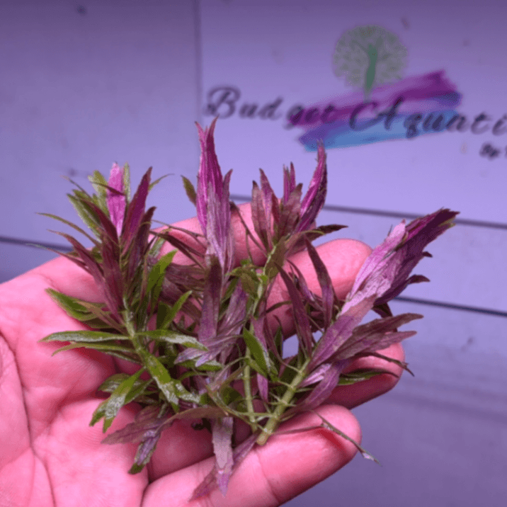 Budget Aquatic Plants Submerged 2