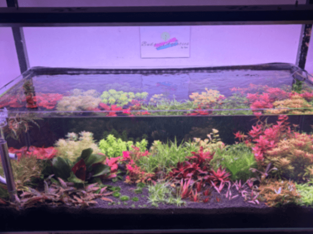 Budget Aquatic Plants Submerged