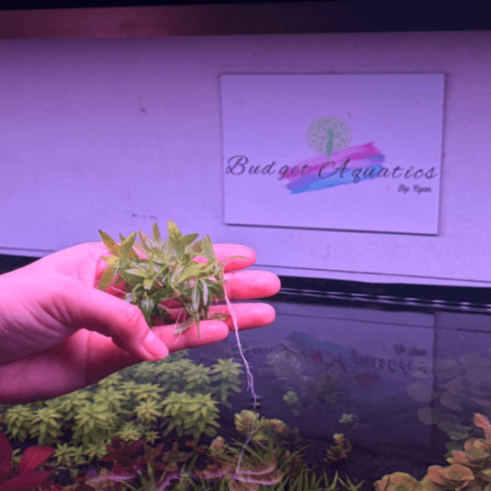 Budget Aquatic Plants Submerged 5